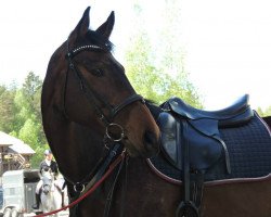 Springpferd Sindi Wind (Litauer Warmblut, 2007, von Temple Wind xx)