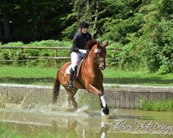 dressage horse Daniel Duesentrieb (Oldenburg, 2012, from Destano)