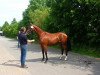 broodmare La Quinta H (Mecklenburg, 2013, from Lycon 3)