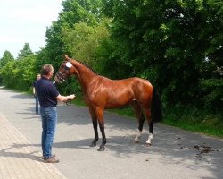 broodmare La Quinta H (Mecklenburg, 2013, from Lycon 3)