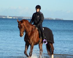 dressage horse Starlight S2 (Oldenburg, 2011, from Sir Nymphenburg I)