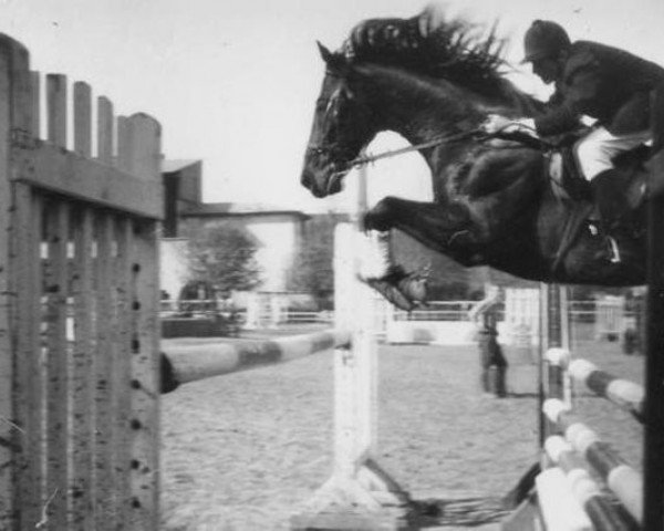 stallion Bob Herceg xx (Thoroughbred, 1965, from Balmoral xx)