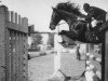 stallion Bob Herceg xx (Thoroughbred, 1965, from Balmoral xx)