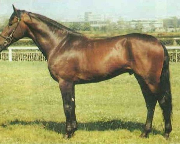 stallion Bob Herceg-1 (Hungarian Warmblood, 1985, from Bob Herceg xx)