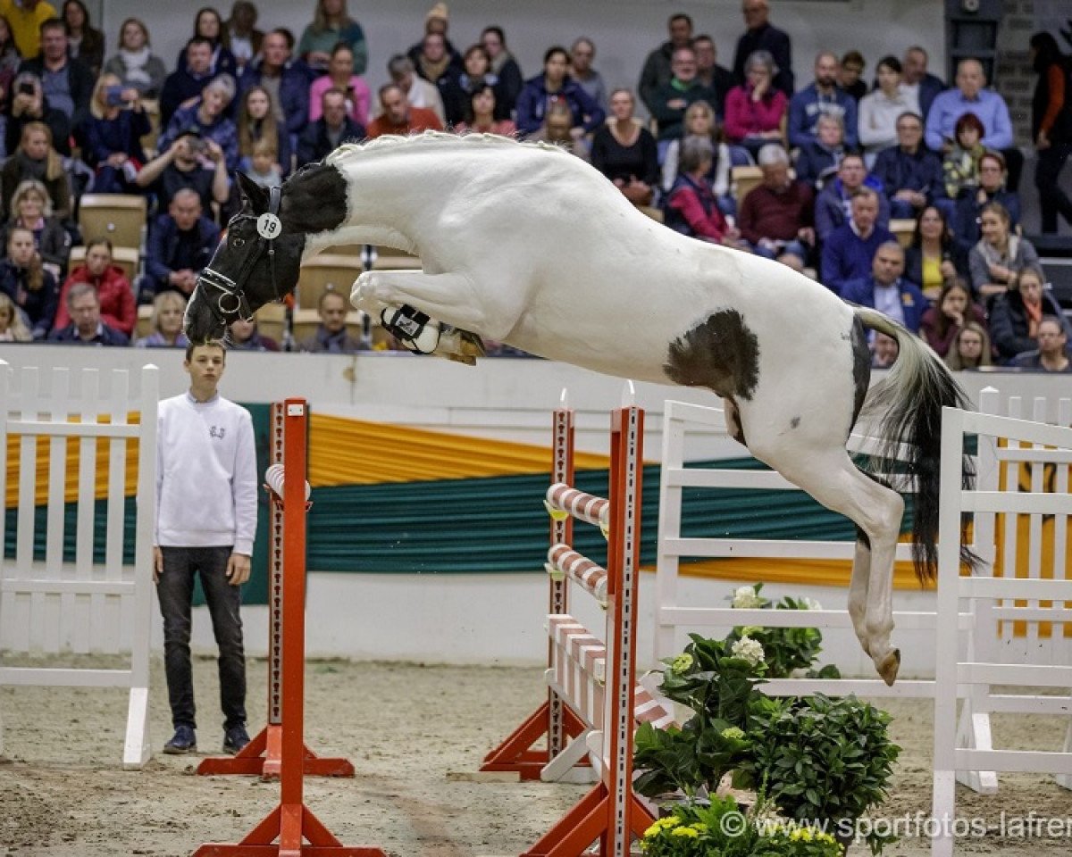dressage horse Grenoble (Trakehner, 2017, from Marseille 6)