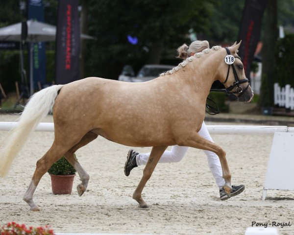 broodmare Weidners A Million Dollar Girl (German Riding Pony, 2015, from Golden Atreju)