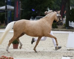 dressage horse Weidners A Million Dollar Girl (Deutsches Reitpony, 2015, from Golden Atreju)