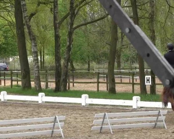 Großes Reit- und Springturnier Heiden 2015