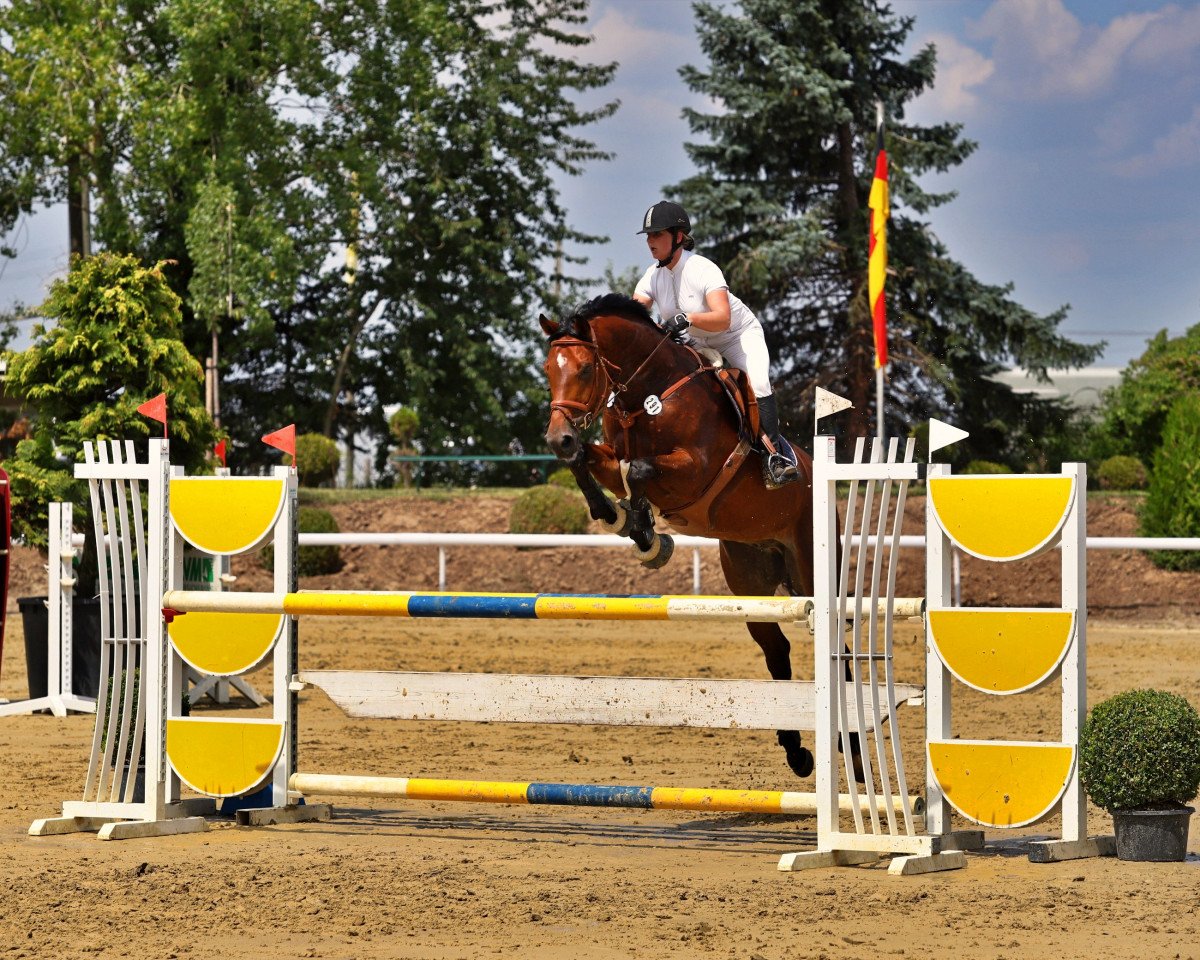 Springpferd Chuwawa S (Hannoveraner, 2011, von Chico's Boy)