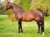 stallion Bob Herceg-2 (Hungarian Warmblood, 1983, from Bob Herceg xx)