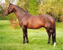 stallion Bob Herceg-2 (Hungarian Warmblood, 1983, from Bob Herceg xx)