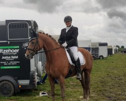 dressage horse Herby 50 (Hanoverian, 2012, from Hochadel)