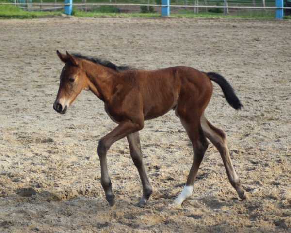 dressage horse Estolia S (Oldenburg, 2020, from Estobar NRW)