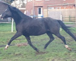 broodmare Dalia (German Riding Pony, 2009, from Nicoss)