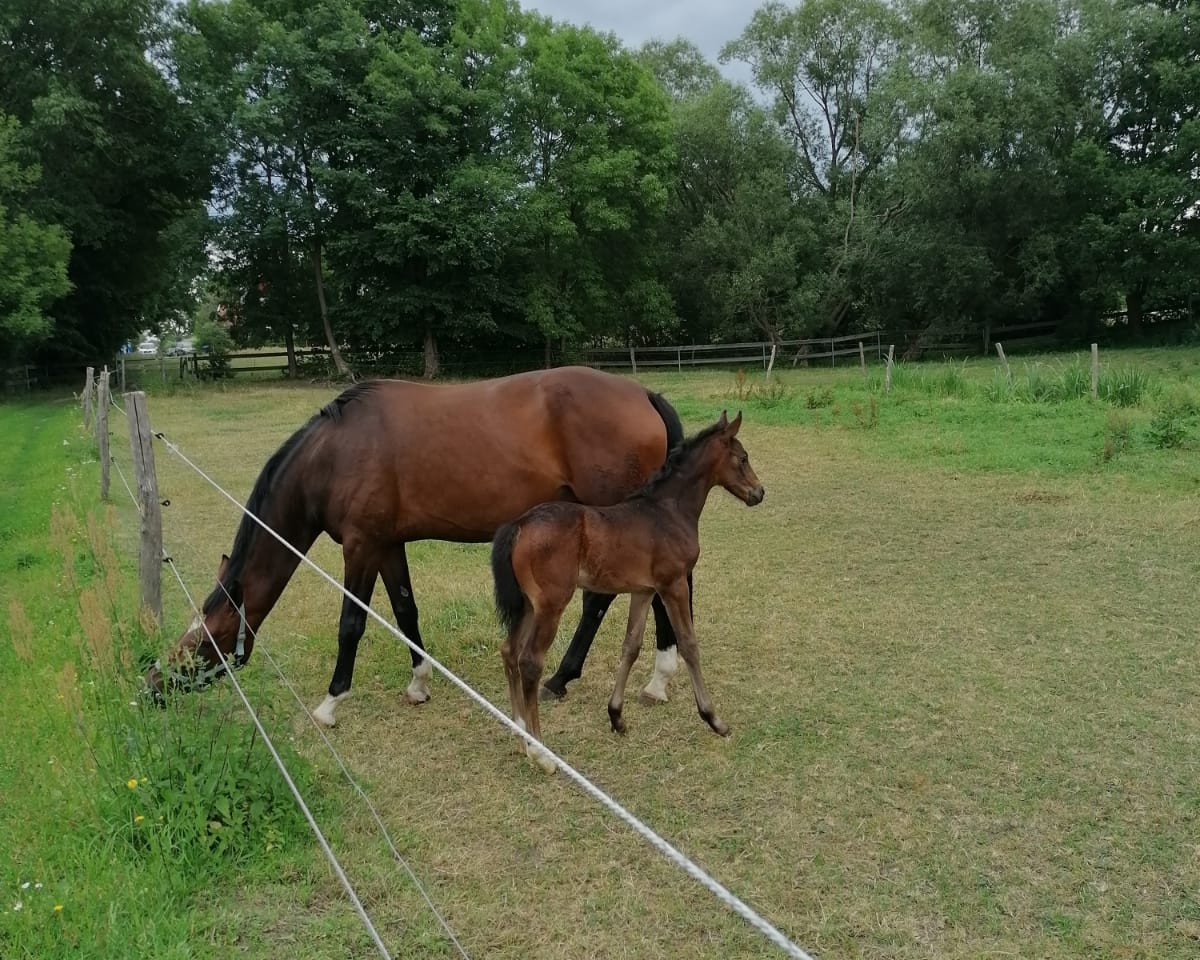 Pferd Number two (Deutsches Sportpferd, 2020, von Nice Dannon xx)