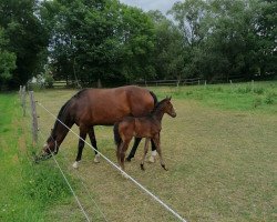 Pferd Number two (Deutsches Sportpferd, 2020, von Nice Dannon xx)