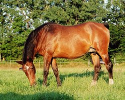 broodmare Zirze (Holsteiner, 1985, from Capitol I)