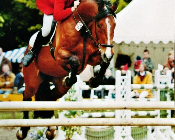 horse Catharo (Holsteiner, 1993, from Calando I)