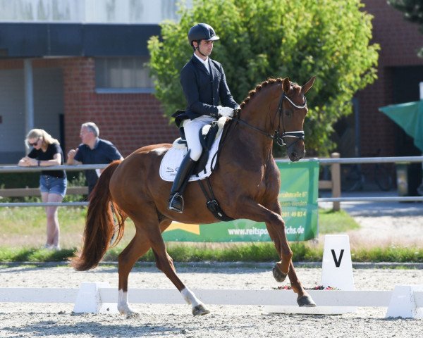 dressage horse Vision 27 (Rhinelander, 2016, from Vitalis)