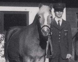 broodmare Muschi (Haflinger, 1972, from Norden)