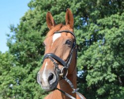 horse Bentley 67 (Hanoverian, 2000, from Bogenschuetze)