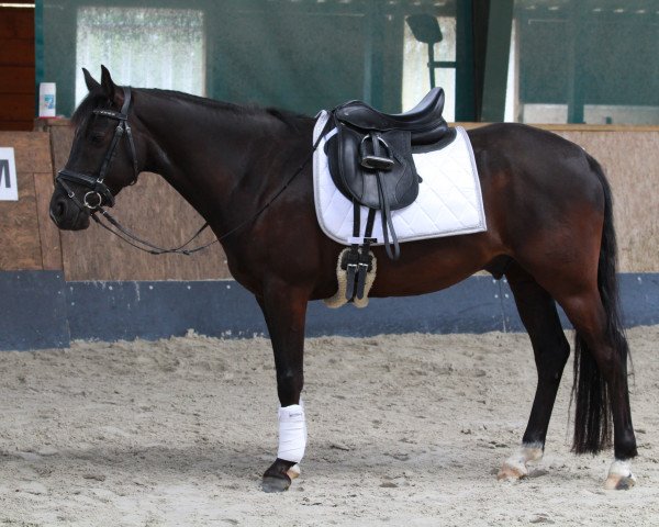 dressage horse Barnabas Vom Erlenbusch (German Riding Pony, 2015, from Black Champion)
