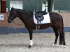 dressage horse Barnabas Vom Erlenbusch (German Riding Pony, 2015, from Black Champion)