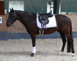 dressage horse Barnabas Vom Erlenbusch (German Riding Pony, 2015, from Black Champion)