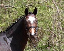 Pferd Bailee Tuhinga (Oldenburger, 2014, von Balou du Rouet)