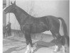 stallion Flitter 2964 (Hanoverian, 1926, from Flint)