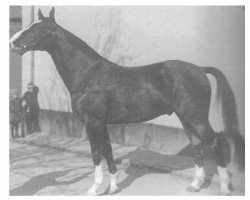 stallion Flitter 2964 (Hanoverian, 1926, from Flint)