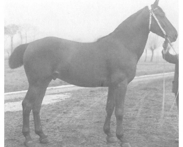 stallion Vagabund 2223 (Holsteiner, 1905, from Kürassier 1889)
