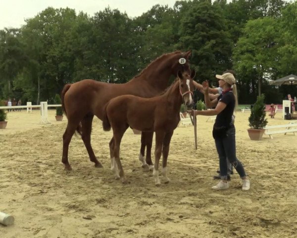 dressage horse Stute von Sir Heinrich / Weltmeyer (Westphalian, 2017, from Sir Heinrich OLD)