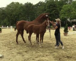 dressage horse Stute von Sir Heinrich / Weltmeyer (Westphalian, 2017, from Sir Heinrich OLD)