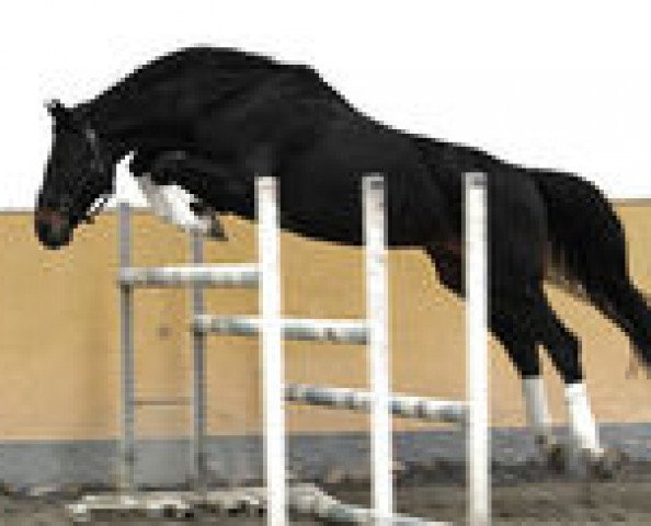 stallion Corgraf (Holsteiner, 1994, from Cor de la Bryère)