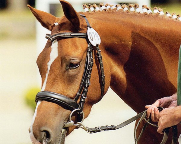 broodmare Dina Dior (German Riding Pony, 2007, from Dior)