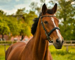 broodmare Laureana (Oldenburg, 2002, from Laureatus)