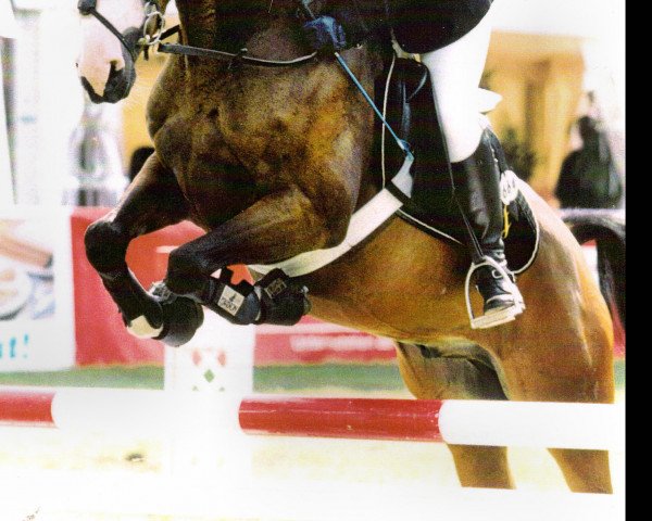 horse Newman 7 (German Riding Pony, 1994, from Nantano)