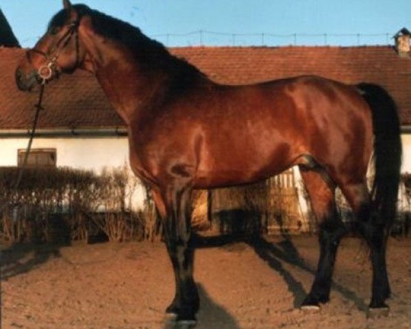 Pferd Brakkalone (Kisberer-Felver, 1990, von Bob Herceg xx)