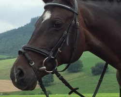 dressage horse B-Kimberley (German Riding Pony, 1999, from Dino B)