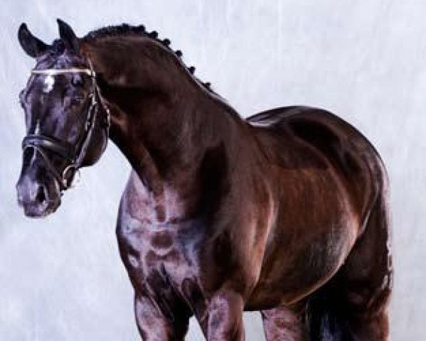 dressage horse Depardieu (Oldenburg, 1998, from De Niro)