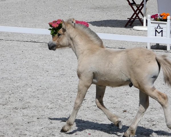 Pferd Stüv's Cathan (Fjordpferd, 2020, von Catago)