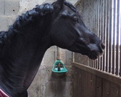 horse Montreal (German Riding Pony, 2014, from Heidehof's Mexiko)