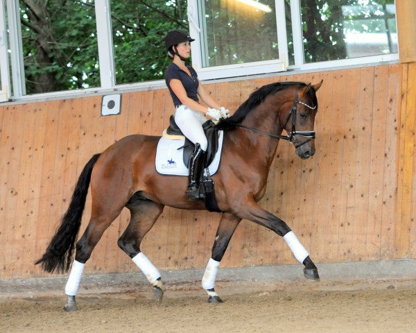 dressage horse Dario (Rhinelander, 2017, from Discover 7)