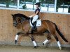 dressage horse True Love (Westphalian, 2015, from Triple X 7)