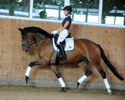 dressage horse True Love (Westphalian, 2015, from Triple X 7)