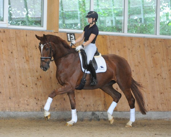 dressage horse Ercolano (German Sport Horse, 2016, from Equitares)