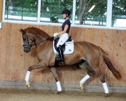 dressage horse Envogue (German Warmblood, 2016, from Equitares)