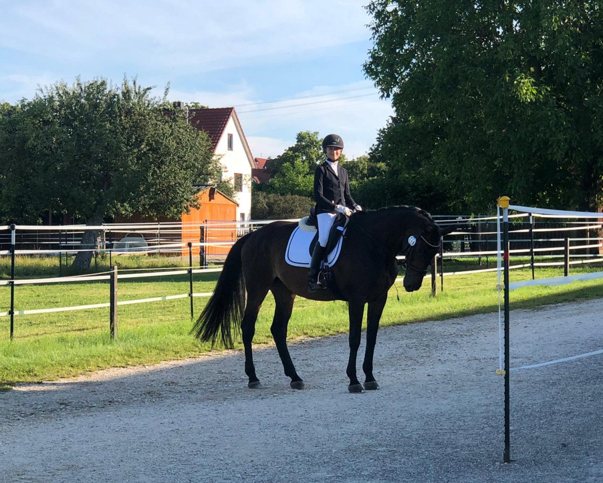 broodmare PBM Cantarella (Württemberger, 2006, from Cleverboy)