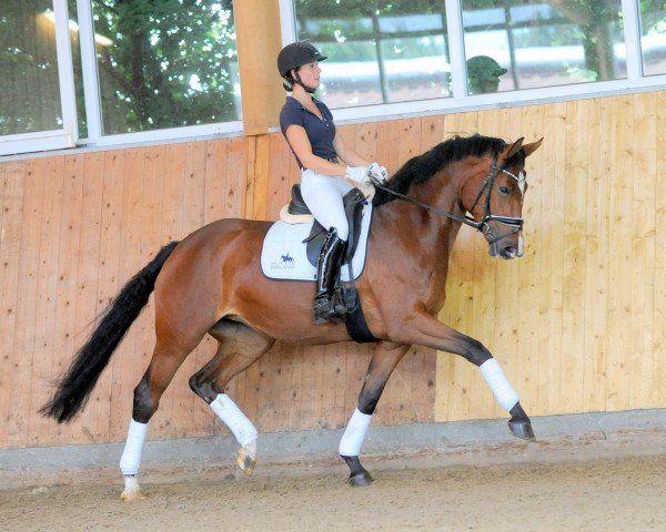 dressage horse Elisee 3 (Westphalian, 2016, from Equitaris)